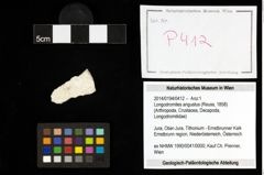 Foto (Objekt + Etiketten) von Longodromites angustus (Reuss, 1858) 